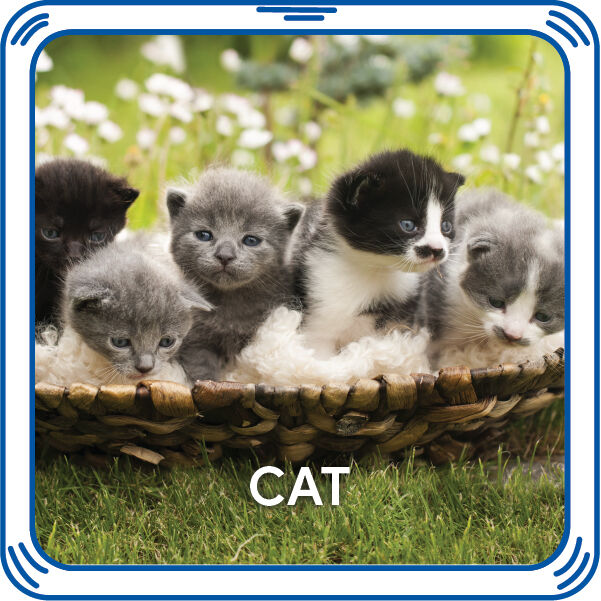 Kitty 5-In-1 Sound