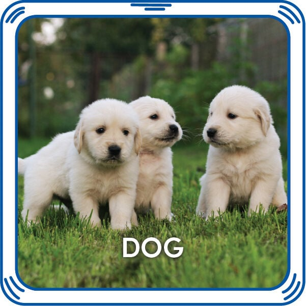 Puppy 5-In-1 Sound
