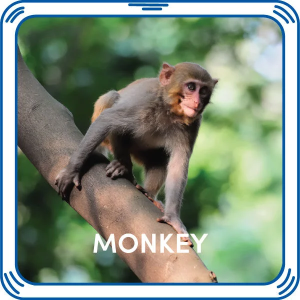 Monkey Sound
